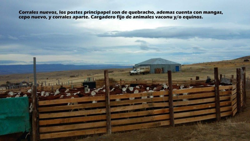 Excelente campo 10.000 Has en Calafate