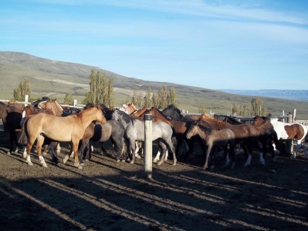Excelente campo 10.000 Has en Calafate