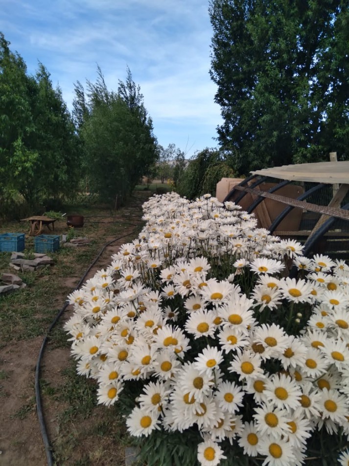 EMPRENDIMIENTO PRODUCTIVO FUNCIONANDO 