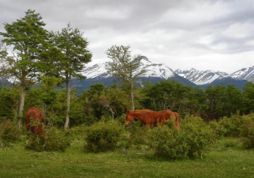 ESPECTACULAR CHACRA 2,8HAS EN EL CORAZON DE LA PATAGONIA 